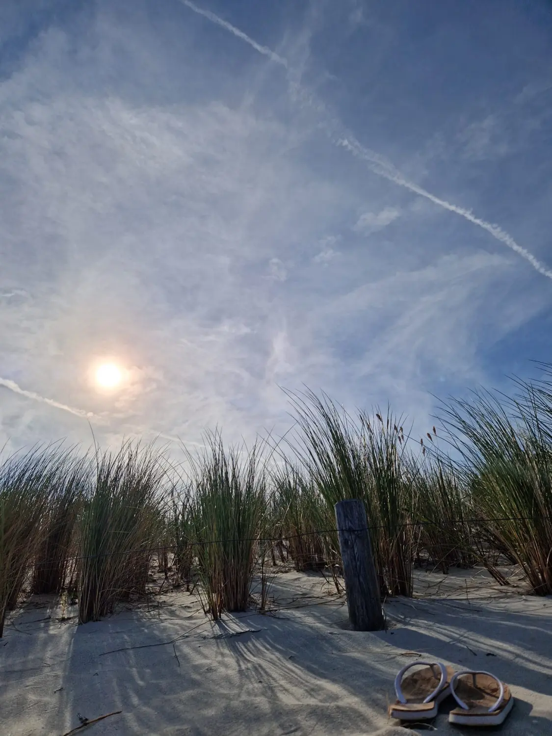 Divine Magic – Pflanzen