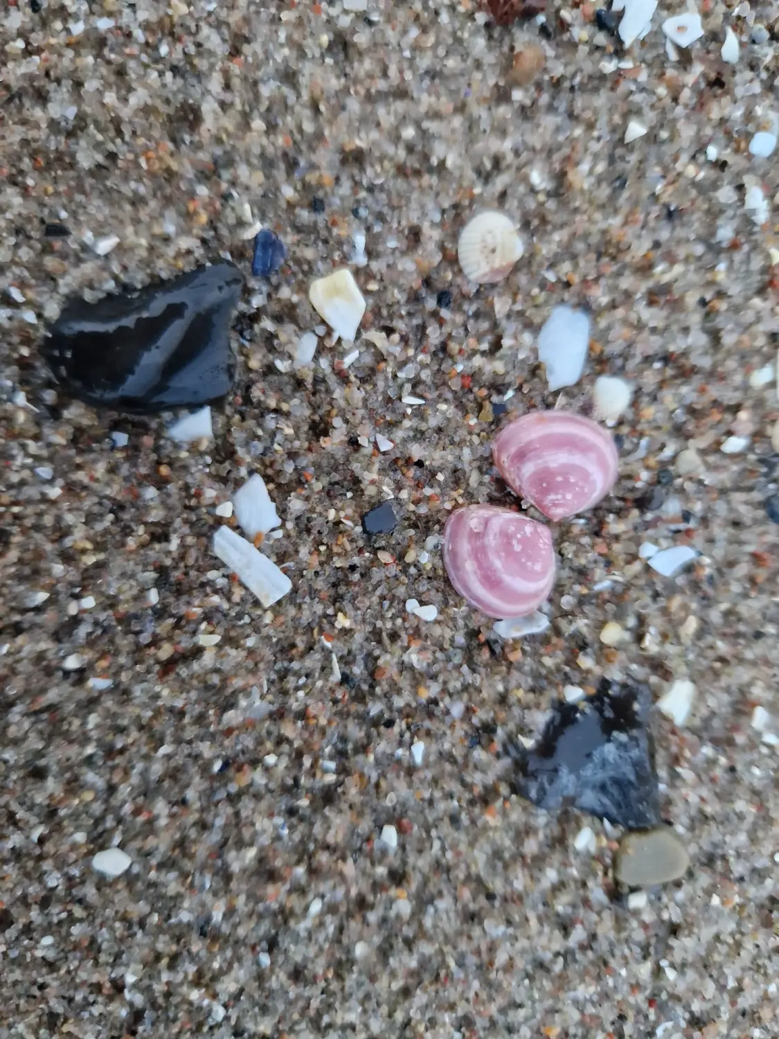 Divine Magic – Muscheln