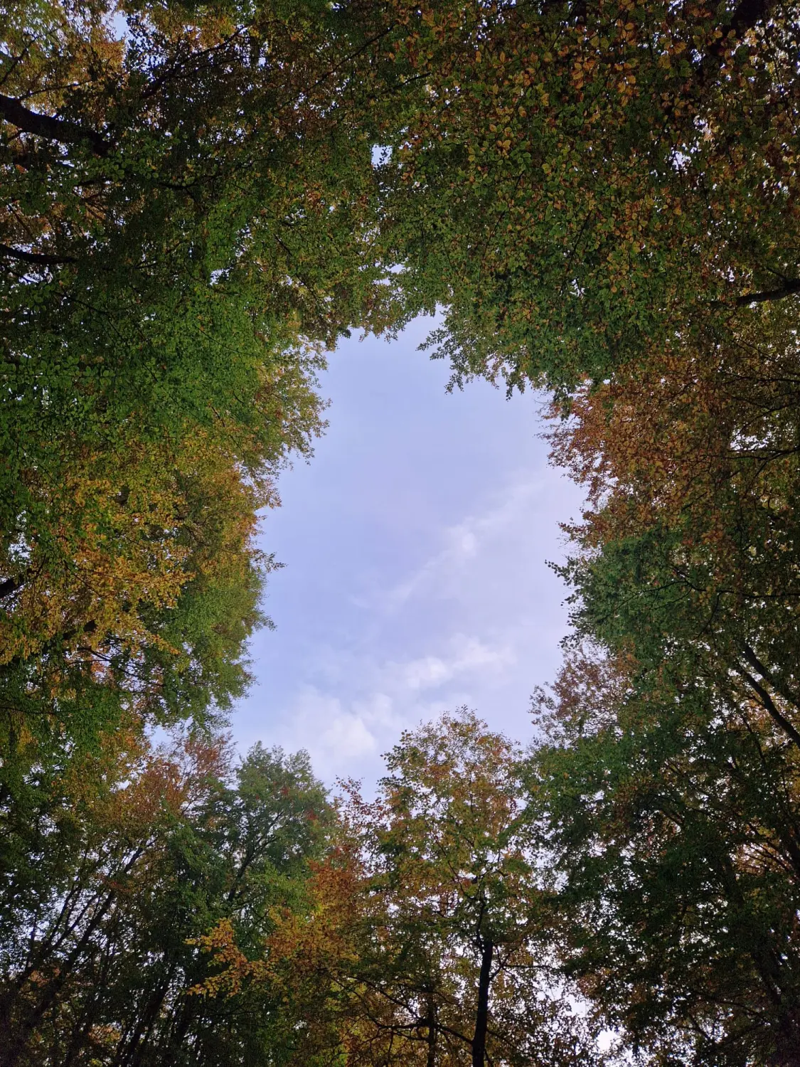 Divine Magic – Wald